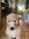 Goldendoodle Puppies for sale in Richmond, CA, USA. price: $1,300