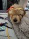 Goldendoodle Puppies for sale in Wayland, MI 49348, USA. price: NA
