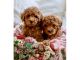 Goldendoodle Puppies for sale in Los Angeles, CA, USA. price: $500