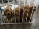 Goldendoodle Puppies for sale in Naugatuck, CT 06770, USA. price: NA