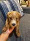 Goldendoodle Puppies for sale in West Bloomfield Township, MI 48322, USA. price: $1,500