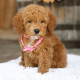 Goldendoodle Puppies for sale in San Francisco, CA, USA. price: NA