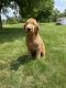Goldendoodle Puppies for sale in Cranesville, PA 16410, USA. price: NA