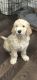 Goldendoodle Puppies for sale in Norwalk, CA 90650, USA. price: NA