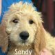 Goldendoodle Puppies for sale in Staunton, VA 24401, USA. price: $1,000