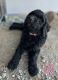 Goldendoodle Puppies for sale in Ruidoso, NM, USA. price: $500