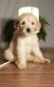 Goldendoodle Puppies for sale in Portland, OR 97220, USA. price: NA