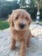 Goldendoodle Puppies for sale in Layton, UT 84041, USA. price: NA