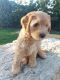 Goldendoodle Puppies for sale in Layton, UT 84041, USA. price: NA