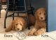 Goldendoodle Puppies for sale in Norton, MA, USA. price: $2,000