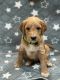 Goldendoodle Puppies for sale in Mounds View, MN 55112, USA. price: $800