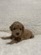 Goldendoodle Puppies for sale in Ironton, MO 63650, USA. price: NA