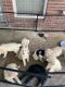Goldendoodle Puppies for sale in 3718 Kellner Rd, Dickinson, TX 77539, USA. price: $1,800