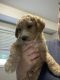 Goldendoodle Puppies for sale in Portage, IN, USA. price: NA