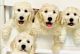 Goldendoodle Puppies for sale in Honolulu, HI, USA. price: $3,900