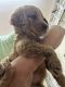 Goldendoodle Puppies for sale in Auburn, AL, USA. price: $500