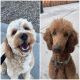 Goldendoodle Puppies for sale in Sandy, UT, USA. price: NA