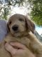Goldendoodle Puppies for sale in Attleboro, MA, USA. price: $2,200