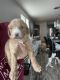 Goldendoodle Puppies for sale in Queen Creek, AZ, USA. price: $2,500