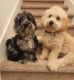 Goldendoodle Puppies for sale in Sanford, FL, USA. price: $25,003,000