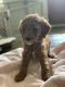 Goldendoodle Puppies for sale in Slocomb, AL 36375, USA. price: $900