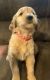 Goldendoodle Puppies for sale in Wana, WV 26590, USA. price: $650