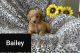 Goldendoodle Puppies for sale in Leesburg, OH 45135, USA. price: $300