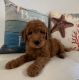 Goldendoodle Puppies for sale in Bradenton, FL, USA. price: $1,200