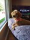 Goldendoodle Puppies for sale in Quincy, MI 49082, USA. price: NA