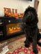 Goldendoodle Puppies for sale in Mooresville, NC, USA. price: $1,500