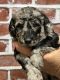 Goldendoodle Puppies for sale in Cecilia, KY 42724, USA. price: $800