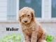 Goldendoodle Puppies for sale in Monticello, GA 31064, USA. price: $2,000