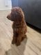 Goldendoodle Puppies for sale in Burlington, NJ 08016, USA. price: $600