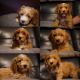 Goldendoodle Puppies for sale in HUNTINGTN STA, NY 11746, USA. price: $2,500