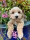 Goldendoodle Puppies for sale in 173 Yadkin Falls, New London, NC 28127, USA. price: $1,500