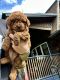 Goldendoodle Puppies for sale in Greenville, ME, USA. price: $2,500