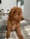 Goldendoodle Puppies for sale in Los Angeles, CA, USA. price: $875