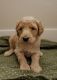Goldendoodle Puppies for sale in Las Vegas, NV, USA. price: $1,500