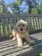 Goldendoodle Puppies for sale in Uhrichsville, OH 44683, USA. price: $700