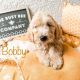 Goldendoodle Puppies for sale in DeBary, FL 32713, USA. price: $1,500