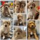 Goldendoodle Puppies for sale in 920 SW 77th St, Oklahoma City, OK 73139, USA. price: $600