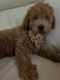 Goldendoodle Puppies for sale in Hernando Beach, FL 34607, USA. price: $1,200
