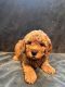 Goldendoodle Puppies for sale in Gibsonville, NC, USA. price: $2,000