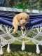 Goldendoodle Puppies for sale in Fairfield, MT 59436, USA. price: $900