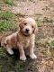 Goldendoodle Puppies for sale in Ramona, CA 92065, USA. price: $3,200