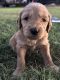 Goldendoodle Puppies for sale in Salina, KS, USA. price: $700