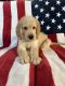 Goldendoodle Puppies for sale in Galena, KS 66739, USA. price: $400
