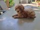 Goldendoodle Puppies for sale in Amherst, VA 24521, USA. price: $1,000