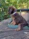 Goldendoodle Puppies for sale in Amherst, VA 24521, USA. price: $1,200