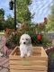 Goldendoodle Puppies for sale in Elizabeth, NJ, USA. price: $1,000